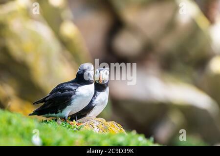 Family. Pair of Atlantic puffins, Fratercula arctica, resting atop a cliff in front of their burrows. S Great Saltee Island, South of Ireland. Stock Photo