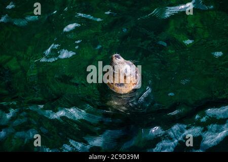 Common seal pup bathing in the cove between cliffs. Great Saltee Island, South of Ireland. Stock Photo