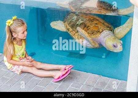 Sarasota Florida,Lido Key,Mote Marine Laboratory Aquarium,dolphin ...