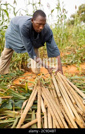 Male smallholder subsistence farmer harvesting millet on his farm in Tahoua Region, Niger, West Africa. Stock Photo