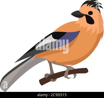 Eurasian jay, illustration, vector on white background Stock Vector