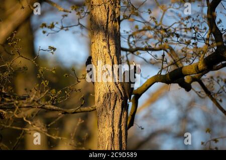 Berlin, Germany. 10th Apr, 2020. Two black woodpeckers on a tree in Grunewald. Credit: Ingolf König-Jablonski/dpa-Zentralbild/ZB/dpa/Alamy Live News Stock Photo