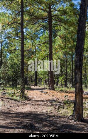 Near Creel, Chihuahua State, Mexico.  Pine Forest in the Sierra Madre. Stock Photo