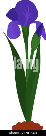 Iris flower, illustration, vector on white background Stock Vector
