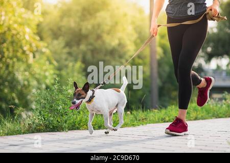 Dog on the leash with jogger. Running, exercising with pets, active lifestyle in town, woman running with her fox terrier Stock Photo