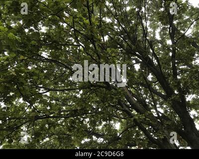 Upward view of tree with many branches and leaves Stock Photo
