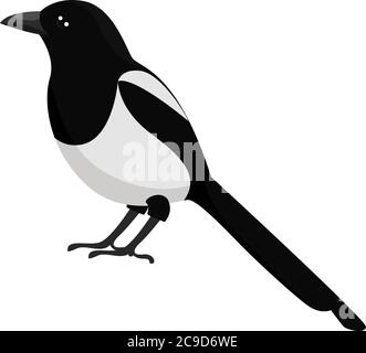 Magpie bird, illustration, vector on white background Stock Vector