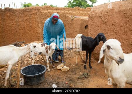 An African woman farmer feeds her small herd of sheep and goats outside her home in Tahoua Region, Niger, West Africa. Stock Photo