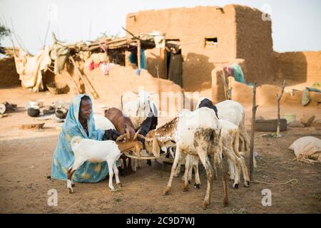 An African woman farmer feeds her small herd of sheep and goats outside her home in Tahoua Region, Niger, West Africa. Stock Photo