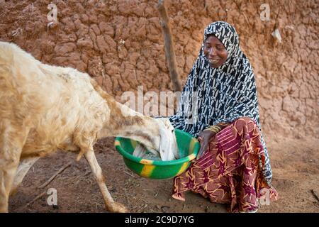 A woman farmer feeds her small herd of sheep and goats outside her home in Tahoua Region, Niger, West Africa. Stock Photo