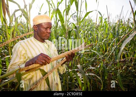 A millet farmer stands in his fields on his farm in Tahoua Region, Niger, West Africa. Stock Photo