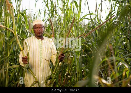 A millet farmer stands in his fields on his farm in Tahoua Region, Niger, West Africa. Stock Photo