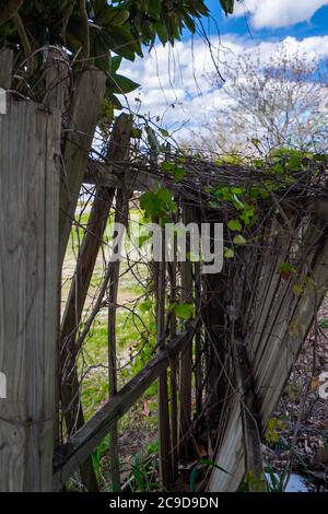 old wooden fence damaged in the wild, Fantanele village area, Sibiu ...