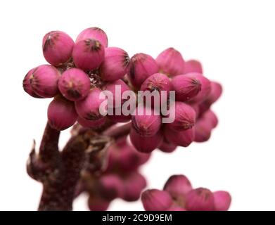 Australia umbrella tree small flower bud clusters, isolated on white background Stock Photo