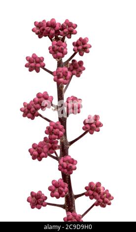 Australia umbrella tree small flower bud clusters, isolated on white background Stock Photo