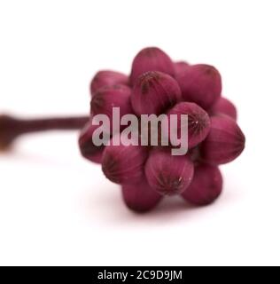 Australia umbrella tree small flower bud clusters, isolated on white background Stock Photo