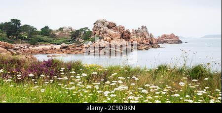 Beautiful panoramic view of Pink Granite Coast between Perros-Guirec and Ploumanach. Cliffs, blooming wild flowers, pine trees and  islands on horizon Stock Photo