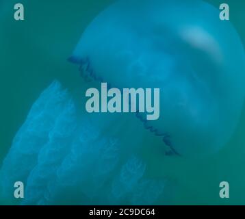 Sea Moon jellyfish float in the deep dark blue water Stock Photo - Alamy