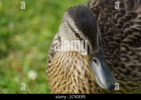 Large-billed female mallard duck looking into the camera, Harrogate, North Yorkshire, England, U.K. Stock Photo