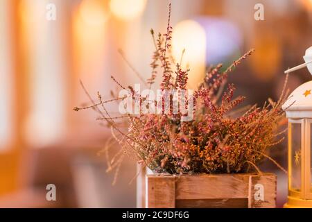 Wooden boxes with heather branches in the garden center.Pink heather in pot, gift box, candles on blurred background. toned image Stock Photo