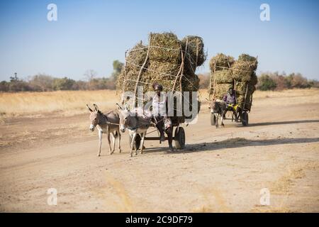 Farmers and donkeys drive a bean harvest down the road in Mouhoun Province, Burkina Faso, West Africa. Stock Photo