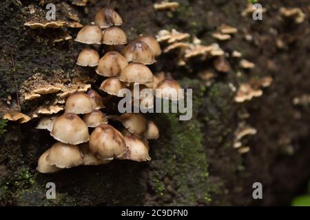 Mushrooms growing on the side of the trail Stock Photo