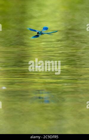 Banded Demoiselle (Calopteryx splendens) dragonflies Stock Photo