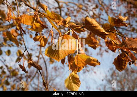 Autumn leaf color is a phenomenon that affects the normal green leaves of many  trees  by which they take  in the autumn season, various shades. Stock Photo