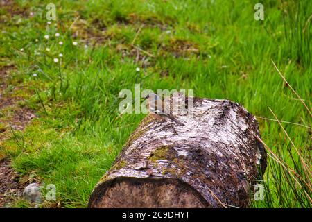 Nuthatch bird sitting on a tree trunk in forest Stock Photo