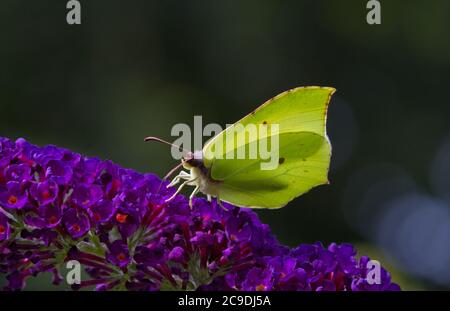 Common brimstone butterfly on flower of Summer lilac Stock Photo