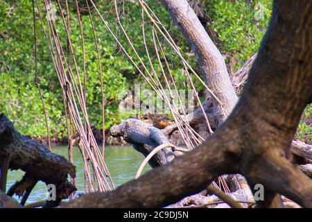 two West Indian whistling ducks sit on a mangrove Stock Photo