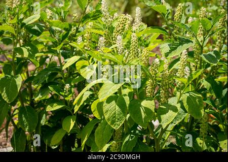 Botanical collection of poisonious plants and herbs, Phytolacca americana, or  American pokeweed, poke sallet, dragonberries plant in blossom Stock Photo