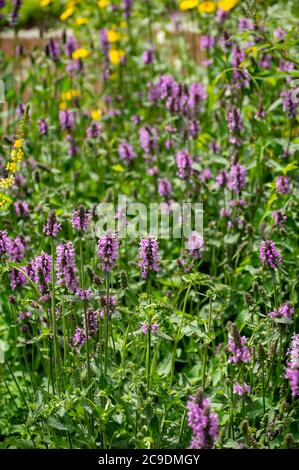 Botanical collection of medicinal plants and herbs, Betonica or Stachys officinalis, hedgenettle, betony, bishopwort plant in summer Stock Photo