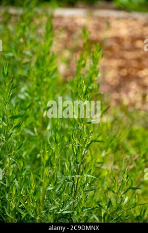 Botanical collection of culinary plants and herbs, Tarragon, Artemisia dracunculus or green estragon plant in summer Stock Photo
