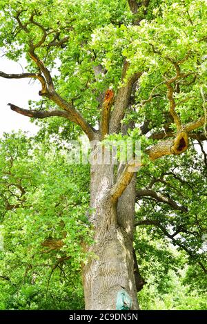 The trunk and branches of an old oak tree viewed from below. Crown of an old oak. Very old oak against the sky Stock Photo
