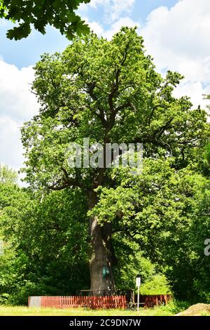 The trunk and branches of an old oak tree viewed from below. Crown of an old oak. Very old oak against the sky Stock Photo