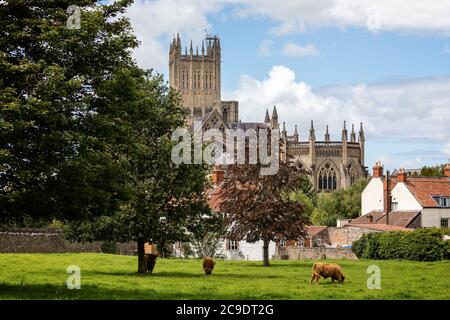 Highland long horn cattle grazing in field with trees with Wells Cathedral in background - in Wells, Somerst, UK on 28 July 2020 Stock Photo