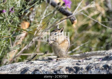 Chipmunk flower hi-res stock photography and images - Alamy