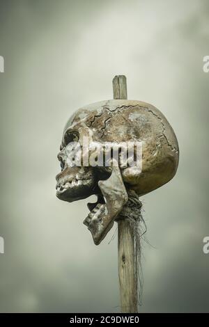 Side view close up of terrifying human skull isolated on sacrificial post outdoors. Halloween theatre prop, book cover. Jaw dropping concept. Stock Photo