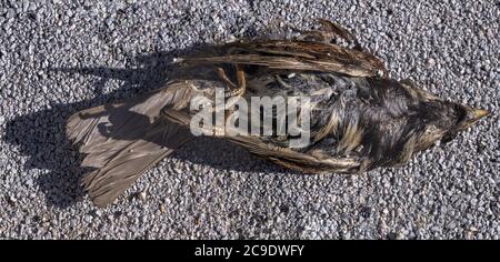 Close-up of decomposing body of a small dead bird lying on gravel Stock ...