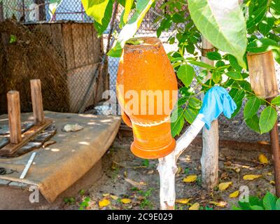 Earthenware jug on a green tree branch. Household. Gen. Background image. On the street. Place for text. Template. Poster. Stock Photo