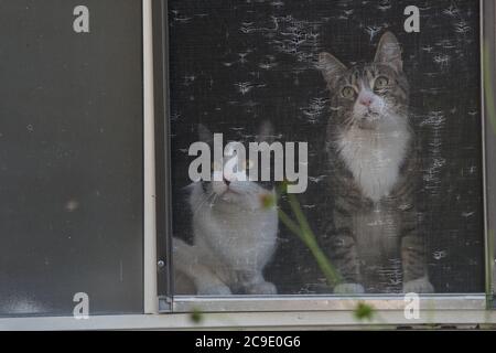 A pair of indoor cats looking out of a window into the outdoors. Stock Photo