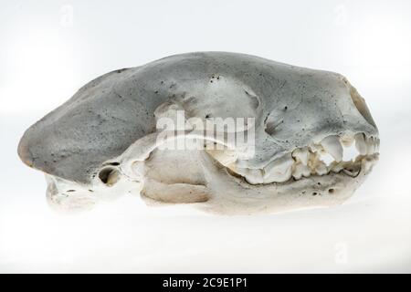 Weasel skull hi-res stock photography and images - Alamy