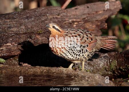 Mountain Bamboo-Partridge (Bambusicola fytchii), wild, but attracted to 'pond', Gaoligong Shan, southwest Yunnan, China 2nd Jan 2019 Stock Photo