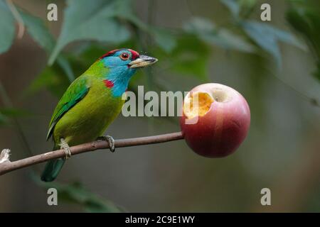 Blue-throated Barbet (Meglaima asiatica), perched on branch, 'baited' with apple, Gaoligong Shan, southwest Yunnan, China 2nd Jan 2019 Stock Photo