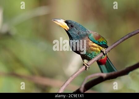 Great Barbet (Meglaima virens), perched on branch, Gaoligong Shan, southwest Yunnan, China 2nd Jan 2019 Stock Photo