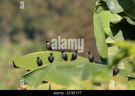 Collared Mynas (Acridotheres albocinctus), group perched on banana grove, Nabang, southwest Yunnan, China 27th Dec 2018 Stock Photo