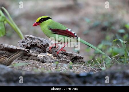 Common Green Magpie (Cissa chinensis), side view, 'Hornbill Valley', - wild bird, but attracted to feeding area - Yingjiang County, southwest Yunnan, Stock Photo