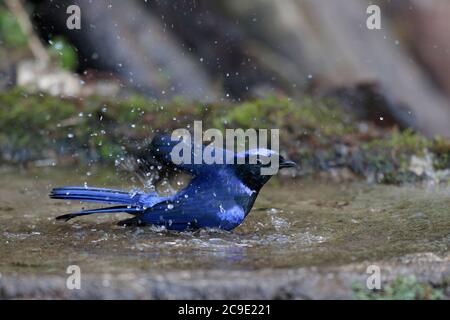 Large Niltava (Niltava grandis), male, side view, wild, but attracted to water feature, Gaoligong Shan, southwest Yunnan, China 1st Jan 2019 Stock Photo