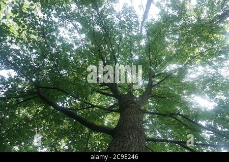 A vertical view of a high tree trunk. Background is the sunlight passes through the tree branches. Stock Photo
